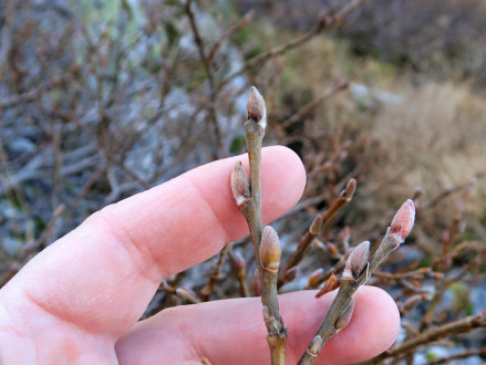 vŕba švajčiarska (Salix helvetica) - kvetné púčiky