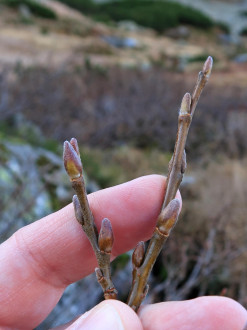 vŕba švajčiarska (Salix helvetica)