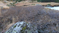 vŕba švajčiarska (Salix helvetica)