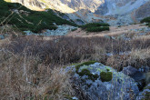 vŕba švajčiarska (Salix helvetica) - Temnosmrečinská dolina, 1 700 m n. m. (10/2024)