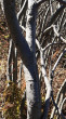 vŕba sliezska (Salix silesiaca) - borka