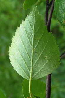 breza karpatská - spodná strana