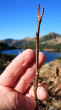 vŕba sliezska (Salix silesiaca) - 1 720 m n.m.