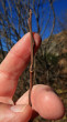 vŕba sliezska (Salix silesiaca) - 1 720 m n.m.