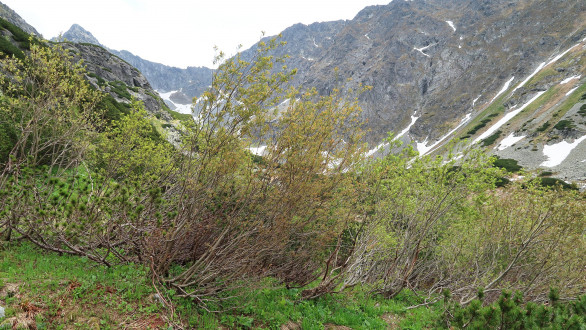 vŕba sliezska (Salix silesiaca) - Temnosmrečinská dolina (1 700 m n. m.)