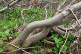 vŕba sliezska (Salix silesiaca) - borka