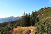 smrek obyčajný (Picea abies) - Temnosmrečinská dolina, Vysoké Tatry, 1 540 m n. m.  (10/2024)_03