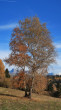 breza previsnutá (Betula pendula) - ako krajinotvorný prvok