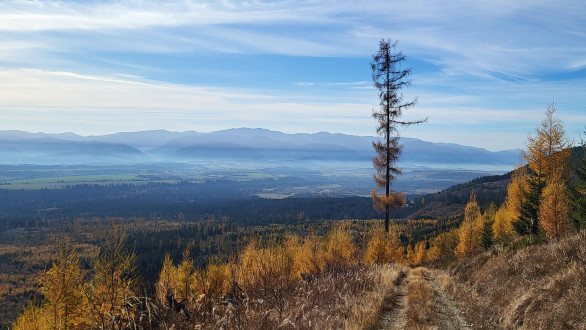 smrekovec opadavý (Larix decidua)