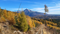 smrekovec opadavý (Larix decidua)