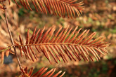 metasekvoja čínska (Metasequoia glyptostroboides) - skrátené výhonky (brachyblasty) v jeseni hnednú a opadávajú