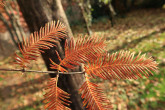 metasekvoja čínska (Metasequoia glyptostroboides) - listy (ihlice) v jeseni hnednú a opadávajú