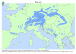 jedľa biela (Abies alba