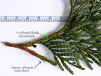 tuja riasnatá (Thuja plicata) - hlavný výhonok aj s bočnými výhonkami (vrchná strana)