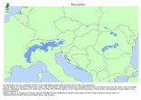 borovica limbová (Pinus cembra) - rozšírenie