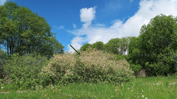 vŕba popolavá (Salix cinerea) - podhorská močaristá lúka