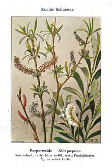 vŕba purpurová (Salix purpurea) - Unsere Waldbäume, Sträucher und Zwergholzgewächse. Heidelberg, Carl Winter`s Universitätsbuchhandlung