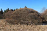 vŕba purpurová (Salix purpurea)