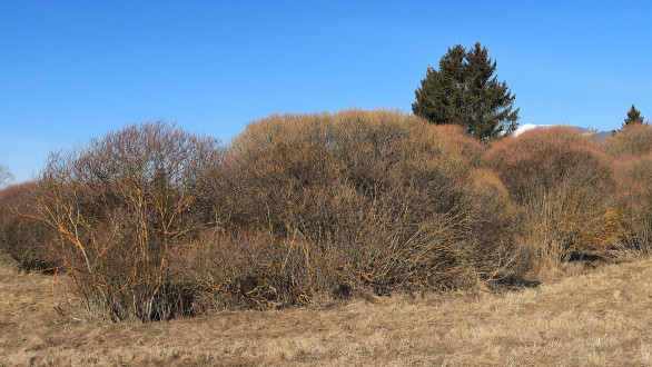 vŕba purpurová (Salix purpurea) - vlhká lúka