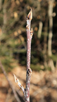 krušina jelšová (Frangula alnus)