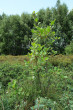 krušina jelšová (Frangula alnus) -  Klinské rašelinisko, Orava