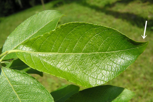 vŕba rakytová (Salix caprea) - hrot skrútený