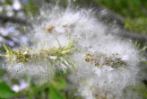 vŕba rakytová (Salix caprea) - páperisté nažky