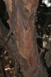 tis obyčajný (Taxus baccata) - borka