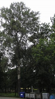 topoľ biely (v malom parku v centre Liptovského Mikuláša)