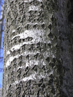 topoľ osikový  - stredná časť kmeňa s kosoštvorcovými slenticelami