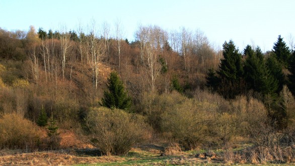 topoľ osikový spolu s ostatnými náletovými drevinami (vŕby, brezy) na nevyužívaných pasienkoch