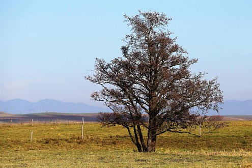 jelša lepkavá (Turčianska kotlina)