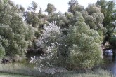 vŕba biela, ako súčasť lužných lesov pri Dunaji