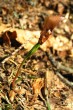 jedľa biela (Abies alba) - semenáčik (tesne po vyklíčení aj s pozostatkom krídlatého semienka)