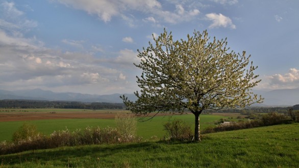 čerešňa vtáčia