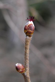 lieska obyčajna - samičí kvet v tvare vegetačného púčika na vrchole s karmínovočervenými bliznami