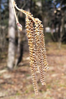 lieska turecká (Corylus colurna) - samčie jahňady na jar v čase kvitnutia