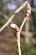 lieska turecká (Corylus colurna) - samičí kvet v tvare vegetačného púčika na vrchole s karmínovočervenými bliznami