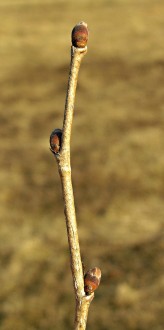 lieska turecká (Corylus colurna)