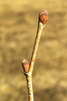 lieska turecká (Corylus colurna)