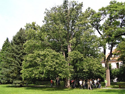 lieska turecká (Corylus colurna) - ako súčasť parkovej výsadby v Zámockom parku v Topoľčiankach