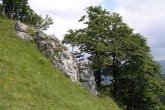 buk lesný - Veľká Fatra cca 1200 m n.m.