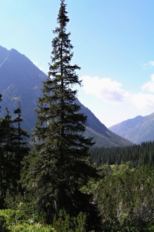 smrek obyčajný - horná hranica lesa (Kôprová dolina)